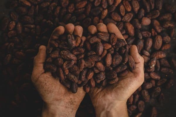 Foto di due mani piene di chicchi di cacao appena raccolti