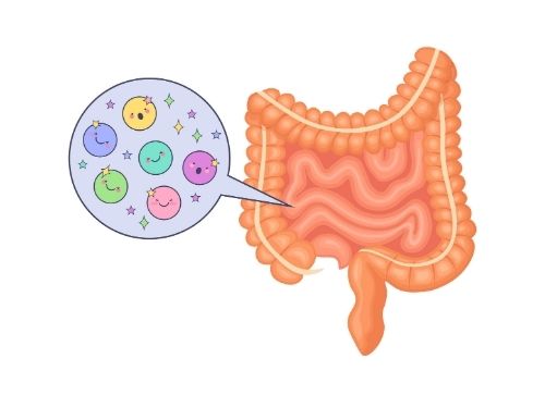 Illustrazione del microbiota intestinale